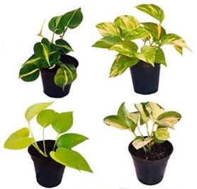 Pack of 4 Best Air Purifying Plants